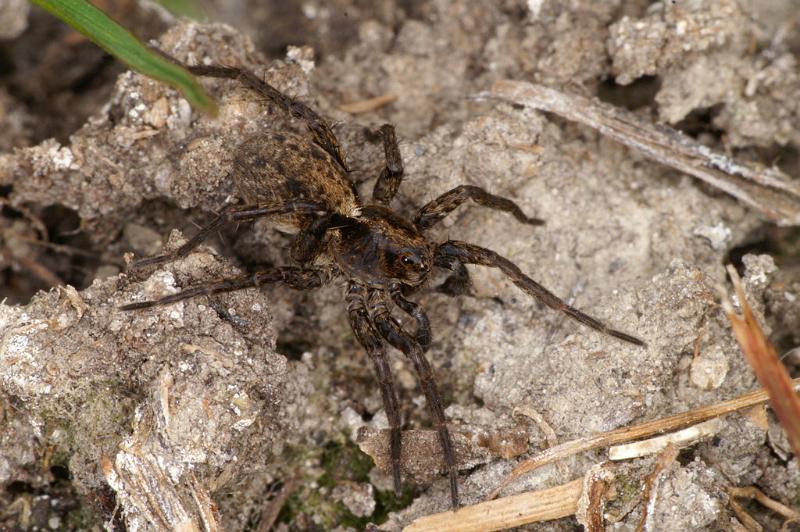 Pardosa_amentata_D4697_Z_90_Broek in waterland_Nederland.jpg